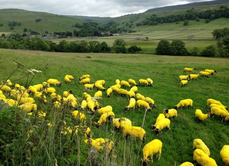 Yorkshire sheep wear the Maillot jaune