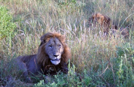 Singita 03