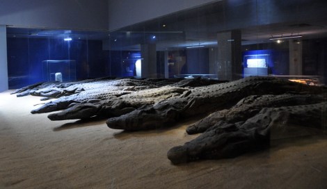 Mummified crocodiles...