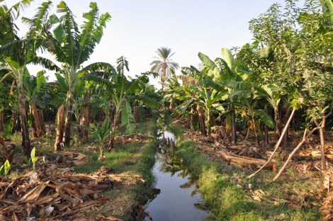 Banana planting along the fertile riverside