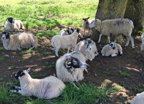 Sheltering from the blistering Yorkshire heat...