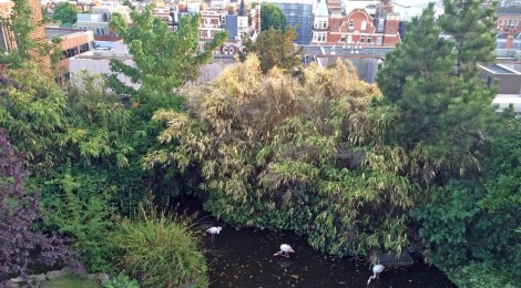 ...the resident flamingoes