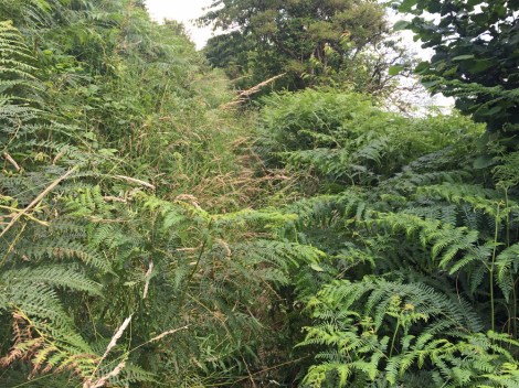 The path from Levisham back to Horcum...there really is a path here