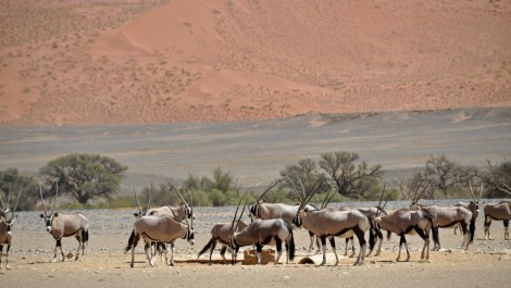 But there is life...these are Oryx. Good to look at, and good to eat...