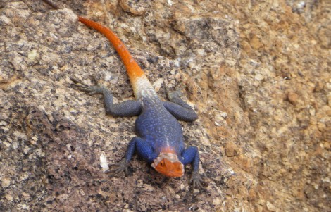 We didn't see elephants...