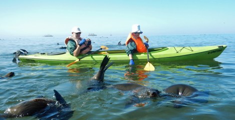 There are lots of seals...