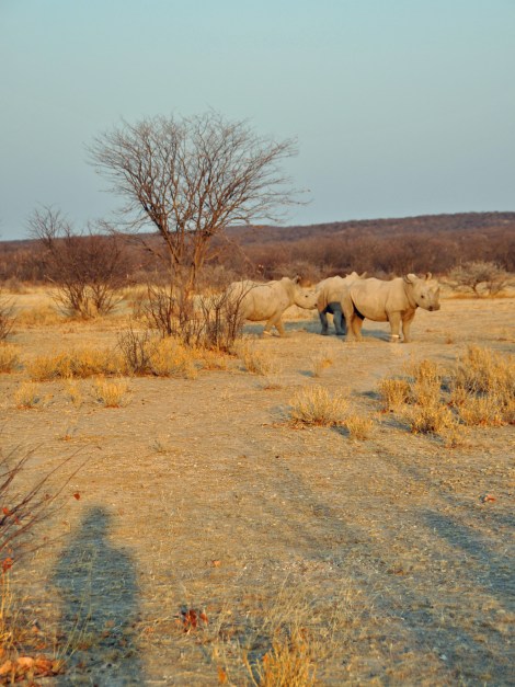 Following rhino on foot...
