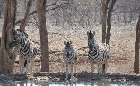 Guests at the watering hole...