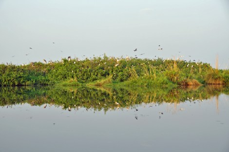 Roosting at night...