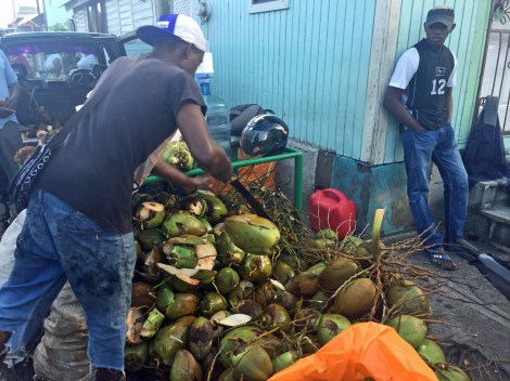 Fresh coconut, trimmed down with a machete...