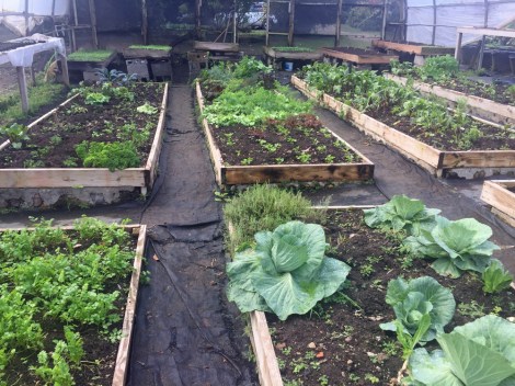 Anne's market garden where all the fruit and veg is grown...